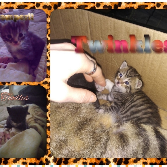 Meet your Posher, Kridder - Picture 3 of 8